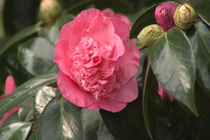 Camelia blooms provide diverse color 